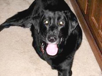 Three-Legged Smokey One Month After Amputation