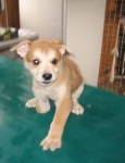 Ku-Wan saved from Korean dog (meat) farm