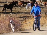 Tripod Musher Dog Cali