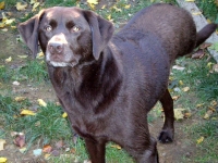 Three Legged Chocolate Lab Jack Three Legged Chocolate Lab Jack