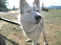 Calpurnia the three legged Odaroloc Sled Dog
