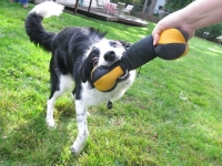 Playful Three Legged Border Collie Pogi