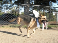 Three Legged German Shepherd Rescue Dog Codie Rae