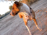 Mazeltov Three Legged Train Wreck Survivor