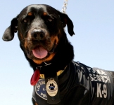 LAPD K9 Hero Serpico