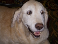 Golden Retriever Zeus 8 months after amputation
