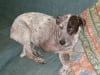Three Legged Australian Heeler Dog Rage