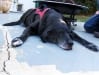 15 Year Old Three Legged Dog Sami Gurl