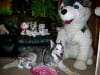Three Legged Canine Cancer Hero Buster
