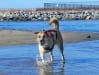 Three Legged Dog Maximutt Plays at Beach