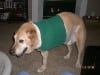 Three legged Buddy after amputation surgery