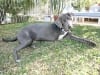 Three Legged Rescue Dog Coalie