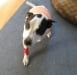 Three legged dog Lily