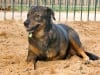 Three Legged Dog Pola from Israel