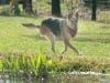 Three Legged Florida Rescue Shepherd Bridget