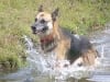 Three Legged Florida Rescue Shepherd Bridget