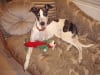 Three Legged Greyhound Princess Fiona
