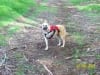 Three Legged Dog Wrigley wears Ruff Wear Harness