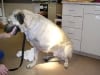 Three Legged dog Cemil gets staples removed after amputation surgery