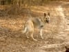 Three Legged Shepherd Dakota 5 weeks Post-Op