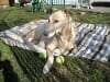 three legged dog uschi taken by cancer