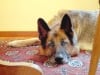 three legged GSD Willy 1 month post-op