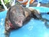 12 year old Barley Dog battles osteosarcoma