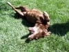 12 year old Barley Dog battles osteosarcoma