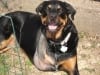Three Legged Rottweiler Tasha Bone Cancer Dog