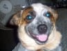 Three Legged Dog Alira