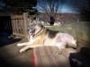 Three-Legged German Shepherd Trouble