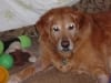 Tripod Dog Bailey from Virginia
