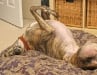 Three Legged Greyhound Mabel