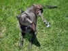Prosthetic Boot on Three Legged Dog Madison