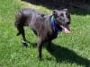 Prosthetic Boot on Three Legged Dog Madison