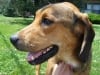 Ohio Tripod Toby for adoption