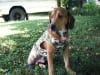 Ohio Tripod Toby for adoption