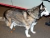 Two legged Siberian Husky Triumph with rear leg prosthetic implants
