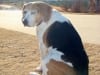 Three Legged Cancer Dog Puddin