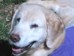 Three-Legged Goldie Zeus After Amputation