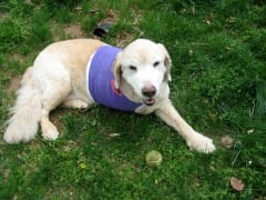 Three-Legged Goldie Zeus Amputation Recovery