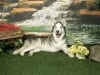Three legged Huskey dog Buster
