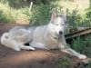 Three Legged Calpurnia from Odaroloc Sled Dogs