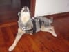 Now free of pain, three legged Mate howls for joy!