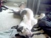 nub style three legged dog love from cupcake