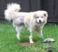 Give Three Legged Rescue Pretty Girl a Forever Home!