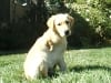 three legged lab puppy needs good home