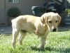 three legged lab puppy born with deformity