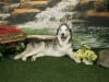 Buster Husky Tripod Dog
