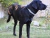Bentley three legged lab puppy available for adoption